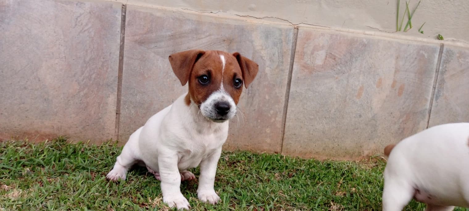 Jack Russell Terrier listing photo