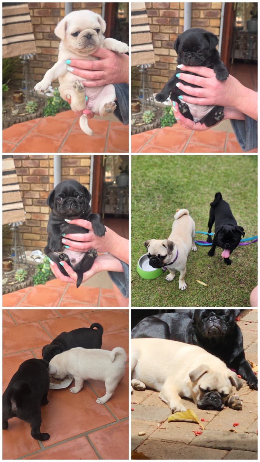 Mixed Breed — Puggle listing photo