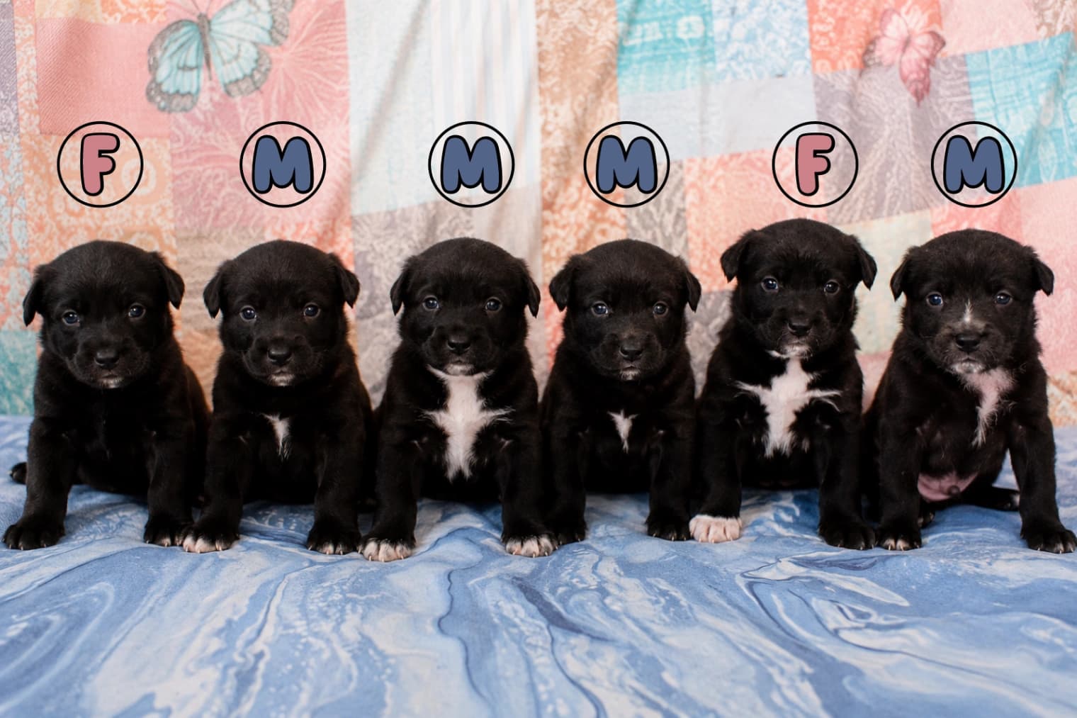 Mixed Breed — Border Collie x Australian Kelpie — premium listing photo