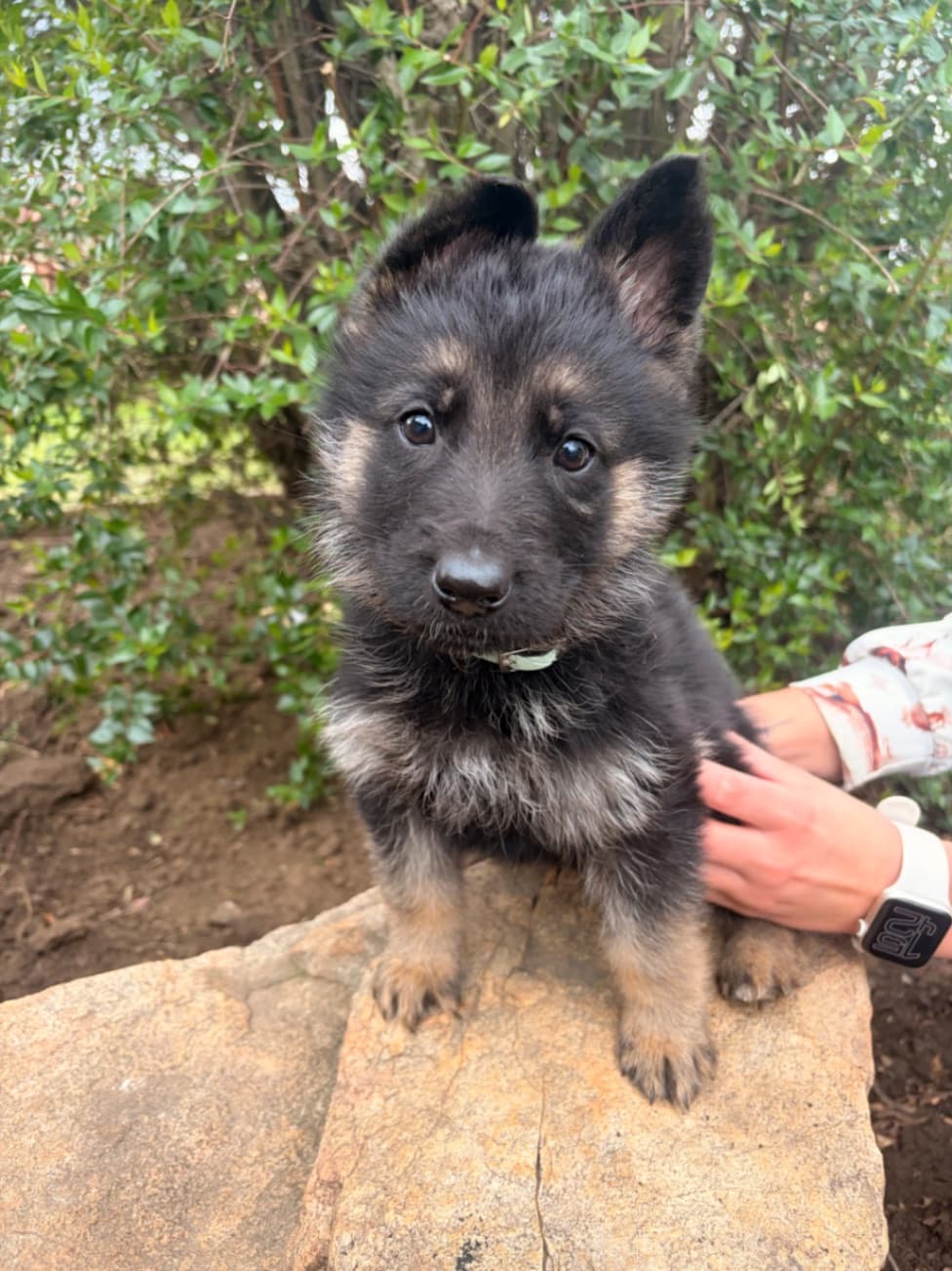 German Shepherd dog
