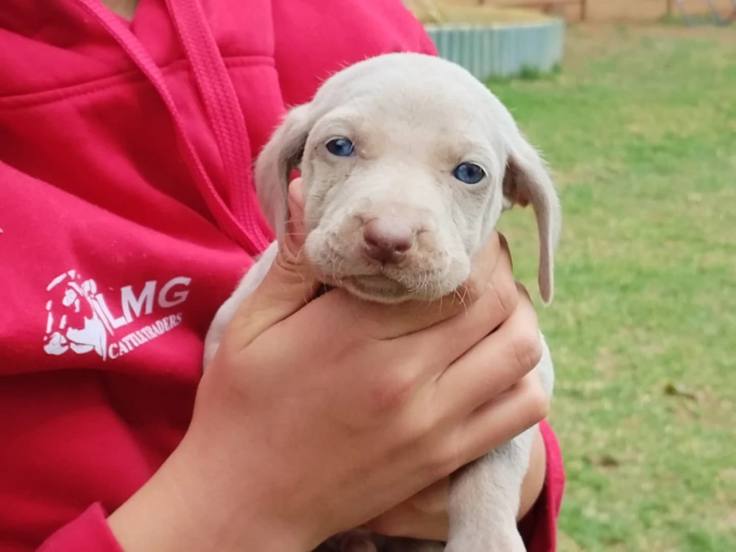 Weimaraner listing photo