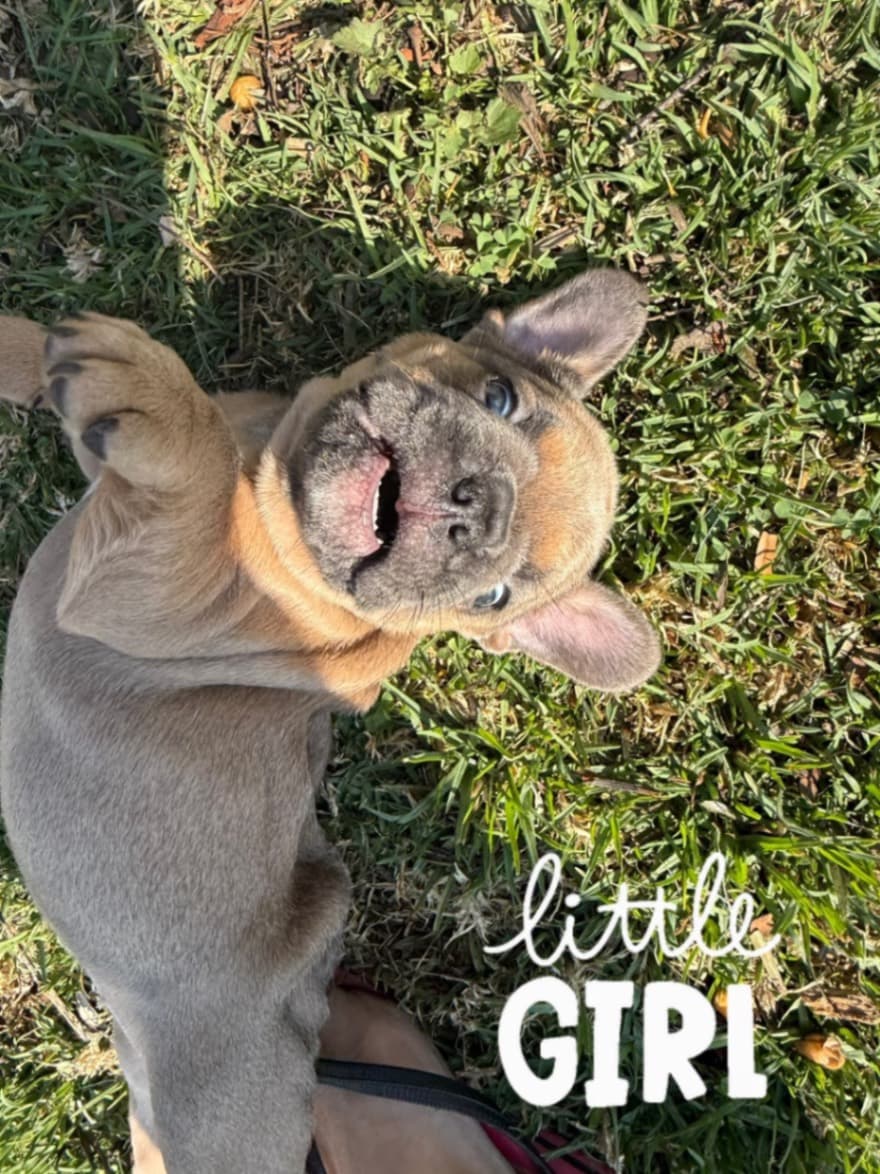 French Bulldog