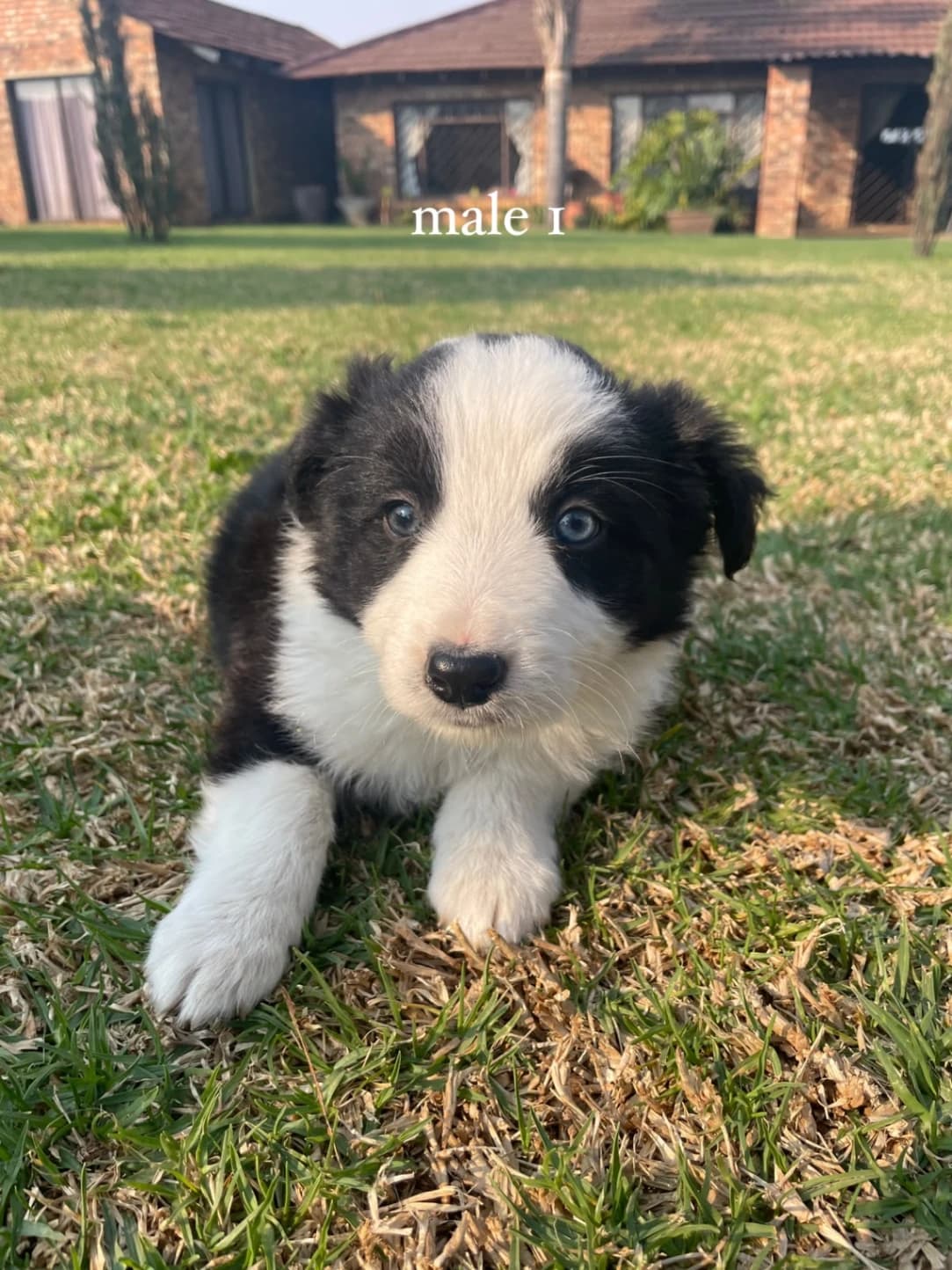 Border Collie listing photo