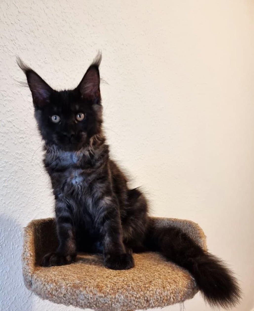 Maine Coon cat