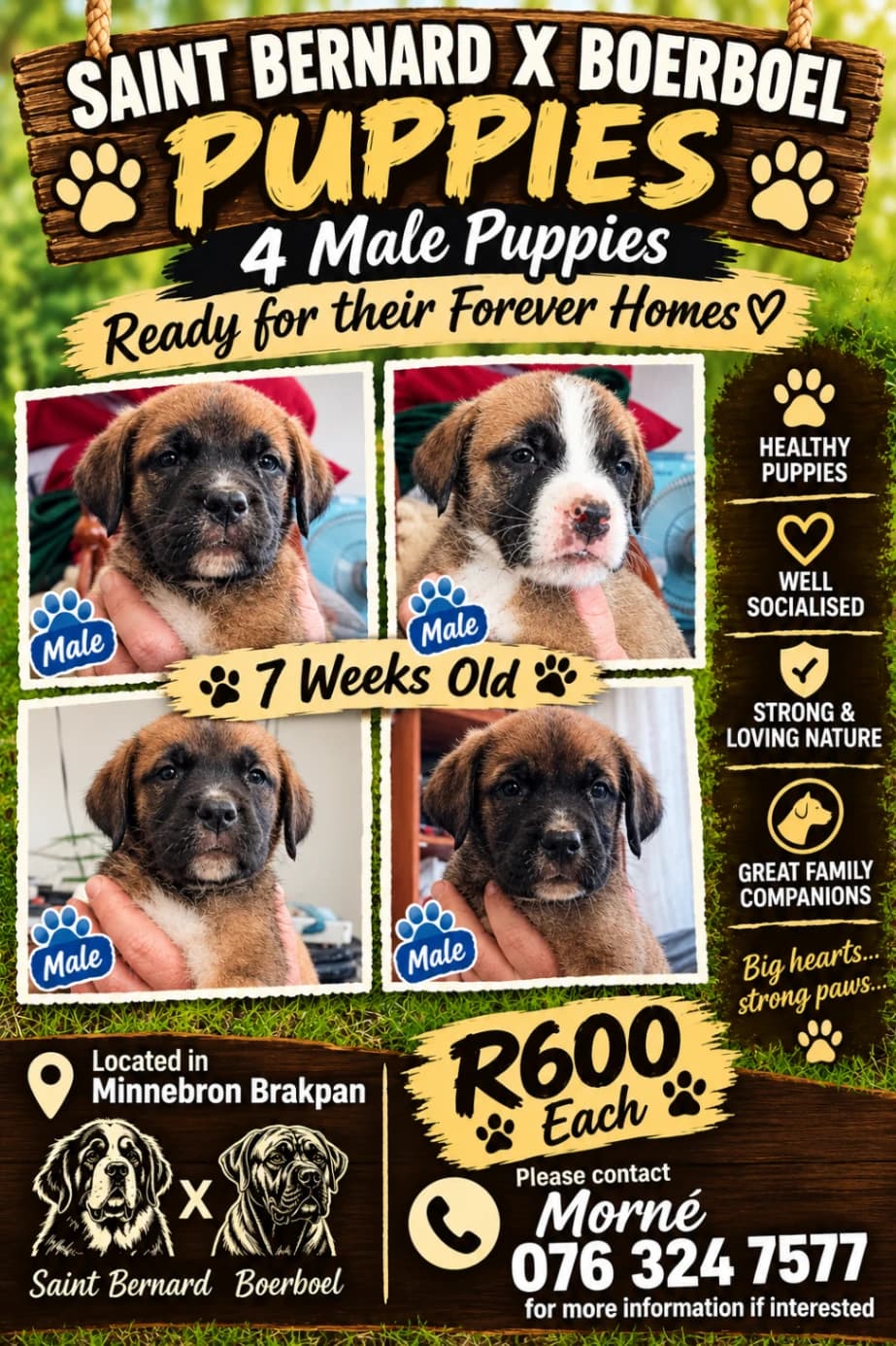 Mixed Breed — Sheprador listing photo